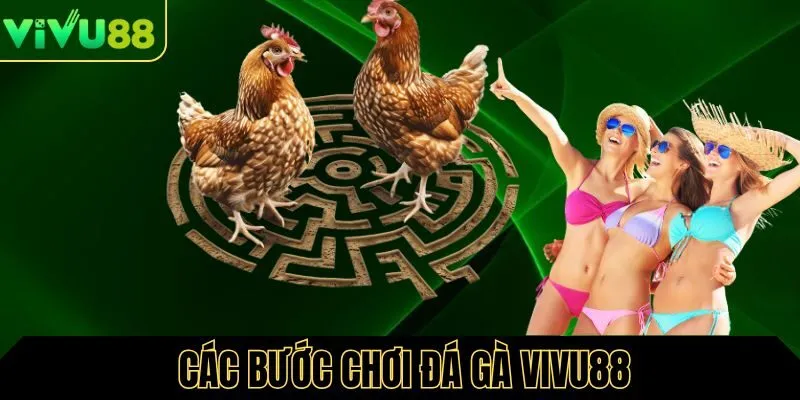 Hướng dẫn các bước chơi đá gà Vivu88