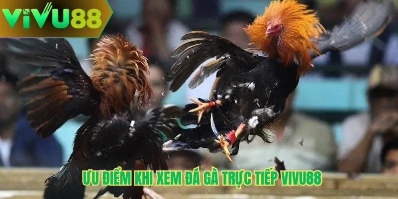 Ưu điểm khi xem đá gà trực tiếp Vivu88
